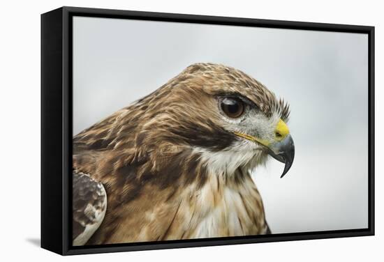 Red Tailed Hawk, an American Raptor, Bird of Prey, United Kingdom, Europe-Janette Hill-Framed Stretched Canvas