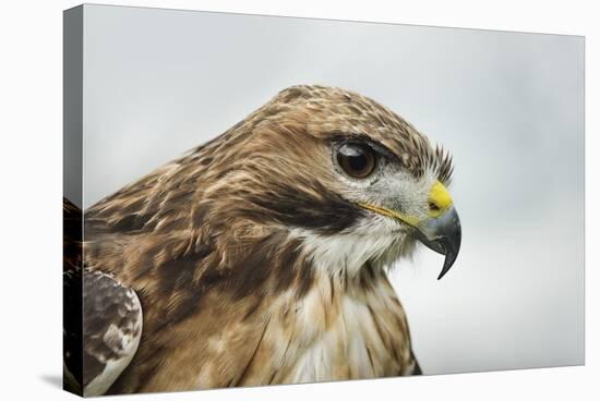 Red Tailed Hawk, an American Raptor, Bird of Prey, United Kingdom, Europe-Janette Hill-Stretched Canvas