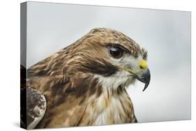 Red Tailed Hawk, an American Raptor, Bird of Prey, United Kingdom, Europe-Janette Hill-Stretched Canvas