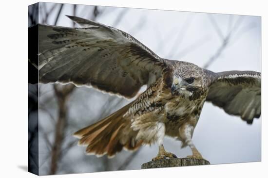Red Tailed Hawk, an American Raptor, Bird of Prey, United Kingdom, Europe-Janette Hill-Stretched Canvas
