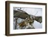 Red Tailed Hawk, an American Raptor, Bird of Prey, United Kingdom, Europe-Janette Hill-Framed Photographic Print