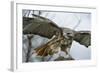 Red Tailed Hawk, an American Raptor, Bird of Prey, United Kingdom, Europe-Janette Hill-Framed Photographic Print