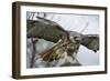 Red Tailed Hawk, an American Raptor, Bird of Prey, United Kingdom, Europe-Janette Hill-Framed Photographic Print