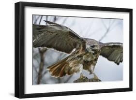 Red Tailed Hawk, an American Raptor, Bird of Prey, United Kingdom, Europe-Janette Hill-Framed Photographic Print