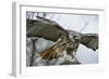 Red Tailed Hawk, an American Raptor, Bird of Prey, United Kingdom, Europe-Janette Hill-Framed Photographic Print