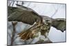 Red Tailed Hawk, an American Raptor, Bird of Prey, United Kingdom, Europe-Janette Hill-Mounted Photographic Print