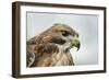 Red Tailed Hawk, an American Raptor, Bird of Prey, United Kingdom, Europe-Janette Hill-Framed Photographic Print