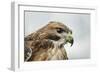 Red Tailed Hawk, an American Raptor, Bird of Prey, United Kingdom, Europe-Janette Hill-Framed Photographic Print