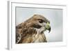 Red Tailed Hawk, an American Raptor, Bird of Prey, United Kingdom, Europe-Janette Hill-Framed Photographic Print