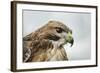 Red Tailed Hawk, an American Raptor, Bird of Prey, United Kingdom, Europe-Janette Hill-Framed Photographic Print