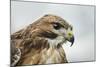 Red Tailed Hawk, an American Raptor, Bird of Prey, United Kingdom, Europe-Janette Hill-Mounted Photographic Print