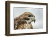 Red Tailed Hawk, an American Raptor, Bird of Prey, United Kingdom, Europe-Janette Hill-Framed Photographic Print