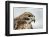 Red Tailed Hawk, an American Raptor, Bird of Prey, United Kingdom, Europe-Janette Hill-Framed Photographic Print