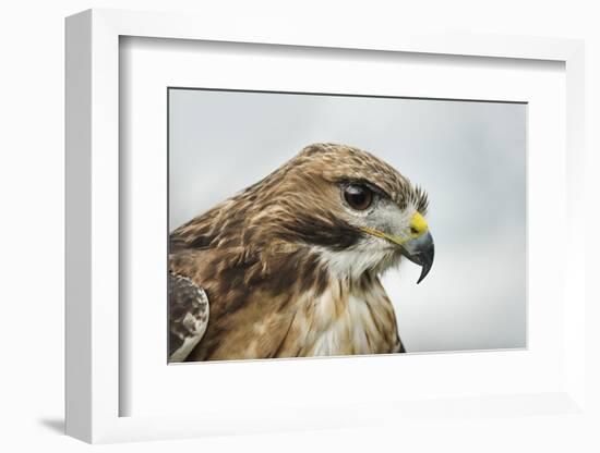 Red Tailed Hawk, an American Raptor, Bird of Prey, United Kingdom, Europe-Janette Hill-Framed Photographic Print