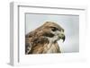 Red Tailed Hawk, an American Raptor, Bird of Prey, United Kingdom, Europe-Janette Hill-Framed Photographic Print