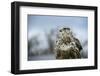 Red Tailed Hawk, an American Raptor, Bird of Prey, United Kingdom, Europe-Janette Hill-Framed Photographic Print