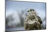 Red Tailed Hawk, an American Raptor, Bird of Prey, United Kingdom, Europe-Janette Hill-Mounted Photographic Print