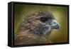 Red Tailed Hawk at Reelfoot-Jai Johnson-Framed Stretched Canvas