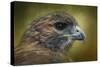 Red Tailed Hawk at Reelfoot-Jai Johnson-Stretched Canvas