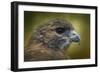 Red Tailed Hawk at Reelfoot-Jai Johnson-Framed Giclee Print