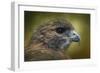 Red Tailed Hawk at Reelfoot-Jai Johnson-Framed Giclee Print