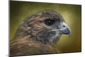 Red Tailed Hawk at Reelfoot-Jai Johnson-Mounted Giclee Print