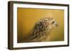 Red Tailed Hawk at Sunset-Jai Johnson-Framed Giclee Print