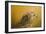 Red Tailed Hawk at Sunset-Jai Johnson-Framed Giclee Print