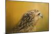 Red Tailed Hawk at Sunset-Jai Johnson-Mounted Giclee Print