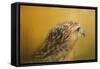 Red Tailed Hawk at Sunset-Jai Johnson-Framed Stretched Canvas