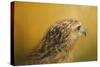 Red Tailed Hawk at Sunset-Jai Johnson-Stretched Canvas