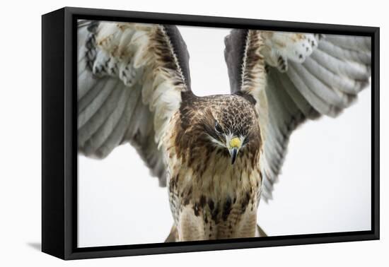 Red-Tailed Hawk (Buteo Jamaicensis), Bird of Prey, England, United Kingdom-Janette Hill-Framed Stretched Canvas