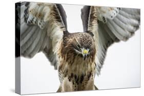 Red-Tailed Hawk (Buteo Jamaicensis), Bird of Prey, England, United Kingdom-Janette Hill-Stretched Canvas