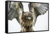 Red-Tailed Hawk (Buteo Jamaicensis), Bird of Prey, England, United Kingdom-Janette Hill-Framed Stretched Canvas