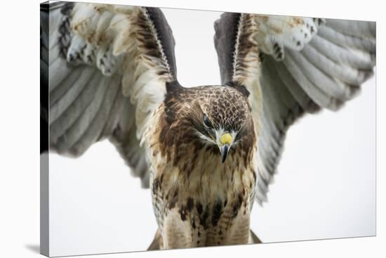 Red-Tailed Hawk (Buteo Jamaicensis), Bird of Prey, England, United Kingdom-Janette Hill-Stretched Canvas