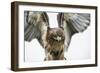 Red-Tailed Hawk (Buteo Jamaicensis), Bird of Prey, England, United Kingdom-Janette Hill-Framed Photographic Print