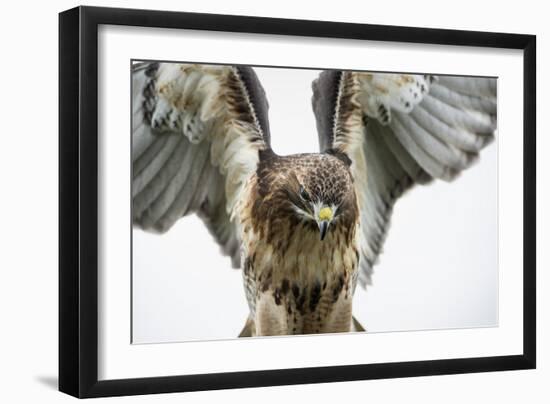 Red-Tailed Hawk (Buteo Jamaicensis), Bird of Prey, England, United Kingdom-Janette Hill-Framed Photographic Print