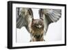 Red-Tailed Hawk (Buteo Jamaicensis), Bird of Prey, England, United Kingdom-Janette Hill-Framed Photographic Print