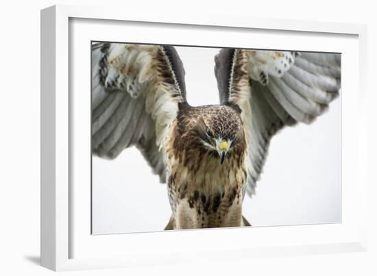 Red-Tailed Hawk (Buteo Jamaicensis), Bird of Prey, England, United Kingdom-Janette Hill-Framed Photographic Print