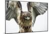 Red-Tailed Hawk (Buteo Jamaicensis), Bird of Prey, England, United Kingdom-Janette Hill-Mounted Photographic Print