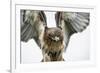 Red-Tailed Hawk (Buteo Jamaicensis), Bird of Prey, England, United Kingdom-Janette Hill-Framed Photographic Print