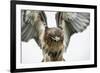 Red-Tailed Hawk (Buteo Jamaicensis), Bird of Prey, England, United Kingdom-Janette Hill-Framed Photographic Print