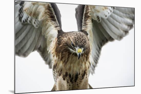 Red-Tailed Hawk (Buteo Jamaicensis), Bird of Prey, England, United Kingdom-Janette Hill-Mounted Photographic Print