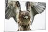 Red-Tailed Hawk (Buteo Jamaicensis), Bird of Prey, England, United Kingdom-Janette Hill-Mounted Photographic Print