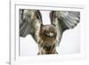 Red-Tailed Hawk (Buteo Jamaicensis), Bird of Prey, England, United Kingdom-Janette Hill-Framed Photographic Print