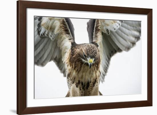 Red-Tailed Hawk (Buteo Jamaicensis), Bird of Prey, England, United Kingdom-Janette Hill-Framed Photographic Print