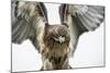 Red-Tailed Hawk (Buteo Jamaicensis), Bird of Prey, England, United Kingdom-Janette Hill-Mounted Photographic Print