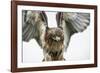 Red-Tailed Hawk (Buteo Jamaicensis), Bird of Prey, England, United Kingdom-Janette Hill-Framed Photographic Print