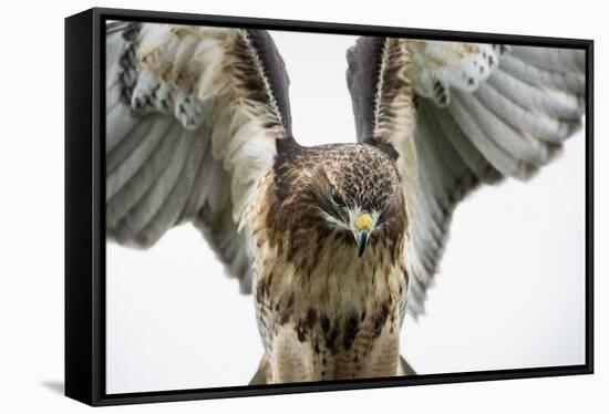 Red-Tailed Hawk (Buteo Jamaicensis), Bird of Prey, England, United Kingdom-Janette Hill-Framed Stretched Canvas