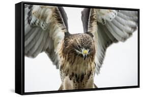 Red-Tailed Hawk (Buteo Jamaicensis), Bird of Prey, England, United Kingdom-Janette Hill-Framed Stretched Canvas